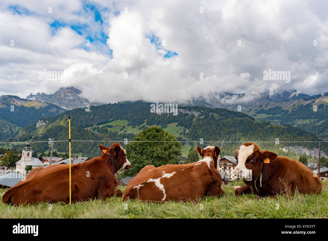 Vacche resto vicino Flumet, Savoie nelle Alpi francesi a metà settembre Foto Stock