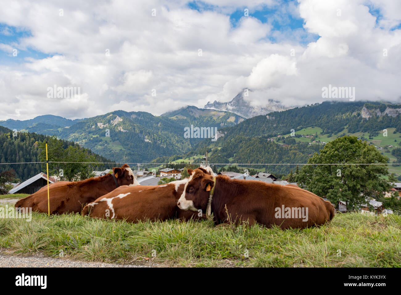 Vacche resto vicino Flumet, Dept. Savoyen nelle Alpi francesi a metà settembre Foto Stock