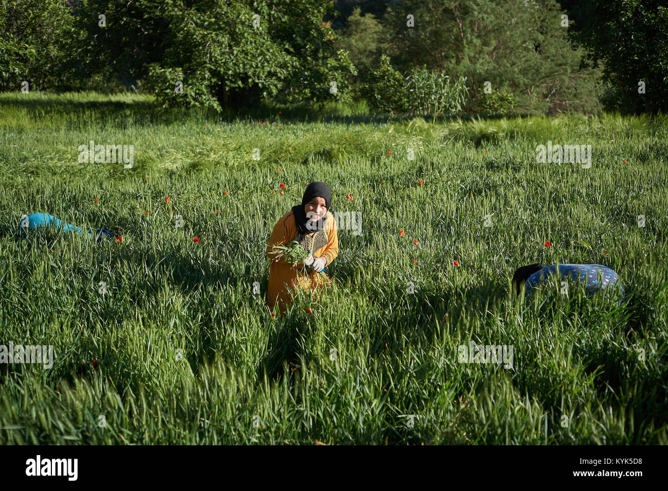Ragazza marocchina di allevamento, Bou Tharar, Rose Valley, Marocco Foto Stock