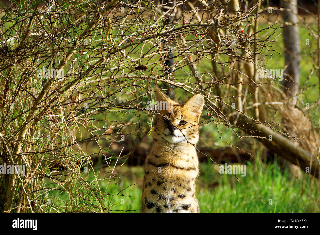 Serval cat guardando a destra alla fotocamera Foto Stock