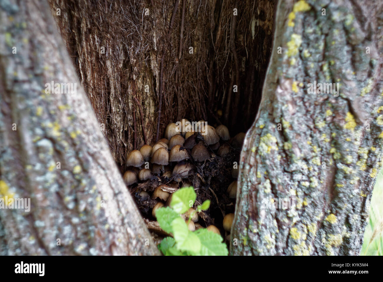 Funghi all'interno di una struttura ad albero Foto Stock