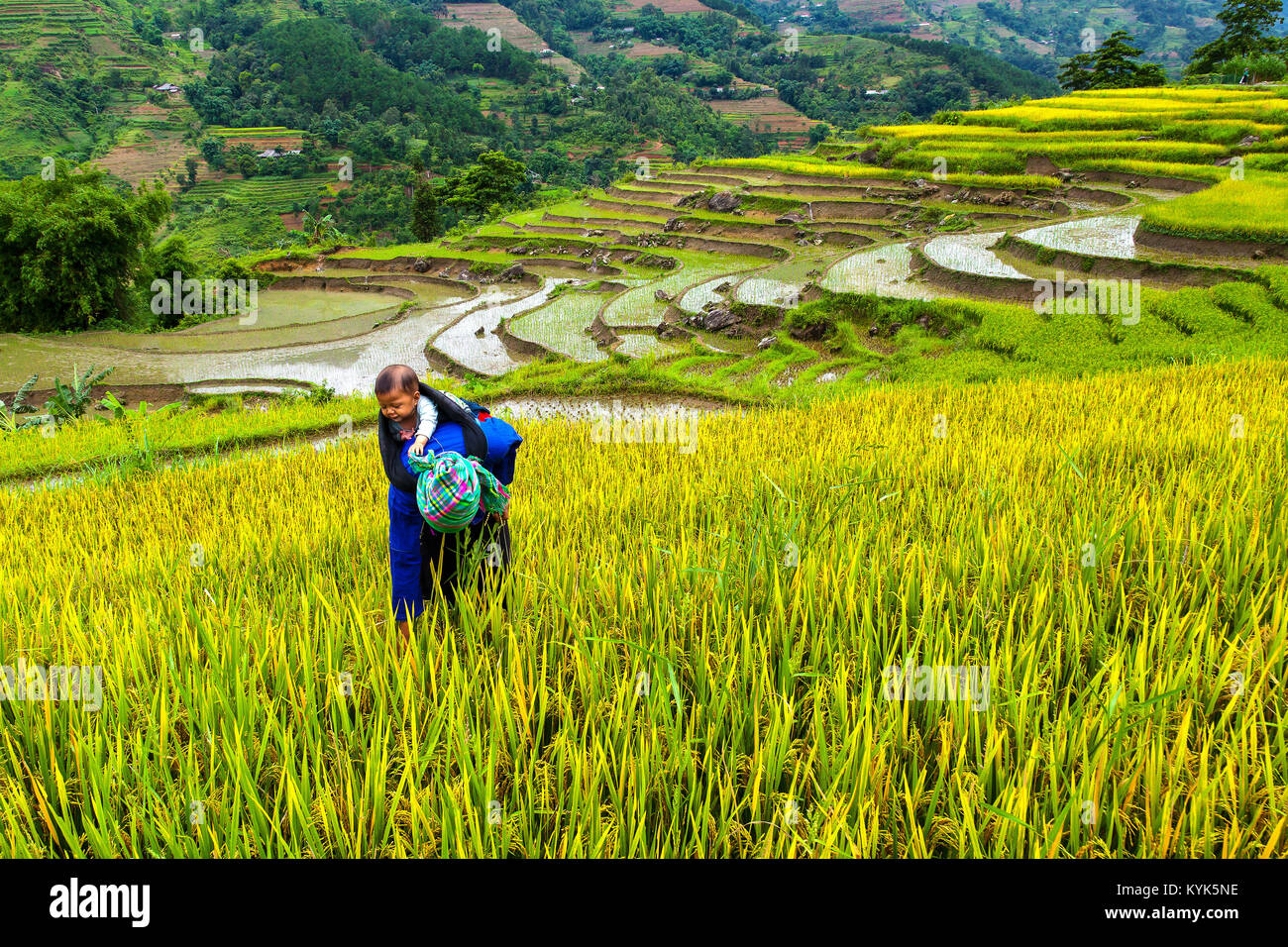 Giovane donna che porta il suo bambino mentre si lavora sui terrazzi di riso in Hoang Su Phi, Ha Giang provincia, nella montagnosa nordoccidentale del Vietnam. Foto Stock