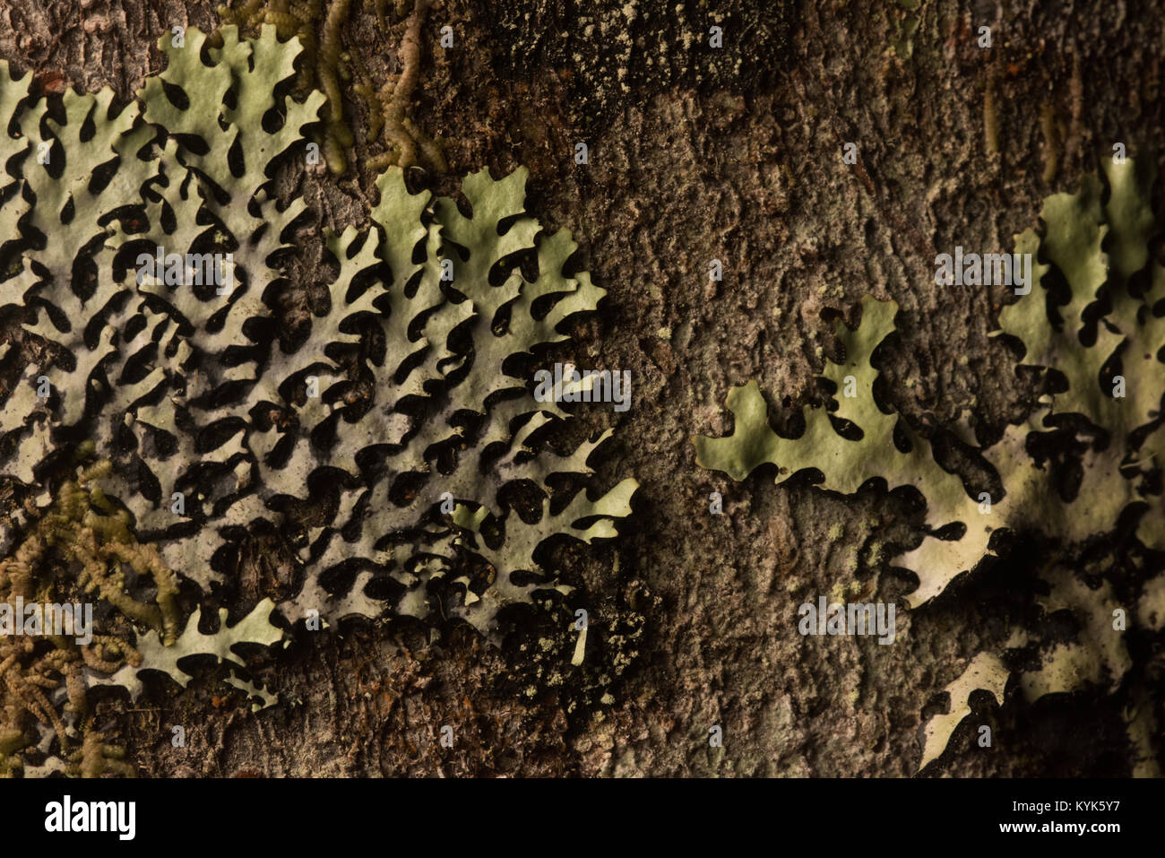 Un foliose lichen crescente sulla corteccia di albero nelle Ande colombiane. Foto Stock