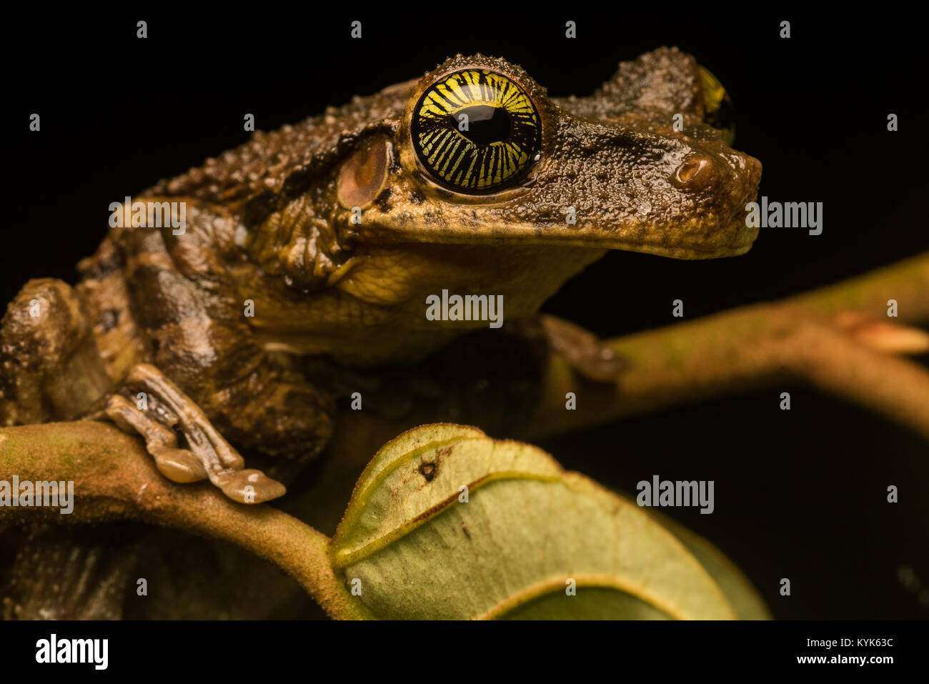 La faccia di un Osteocephalus taurinus, una diffusa amazzonico raganella. Foto Stock