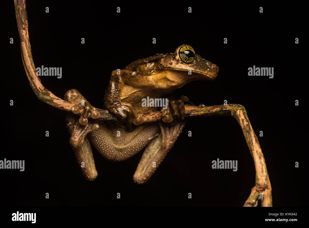 Taurinus Osteocephalus, una diffusa amazzonico raganella. Foto Stock