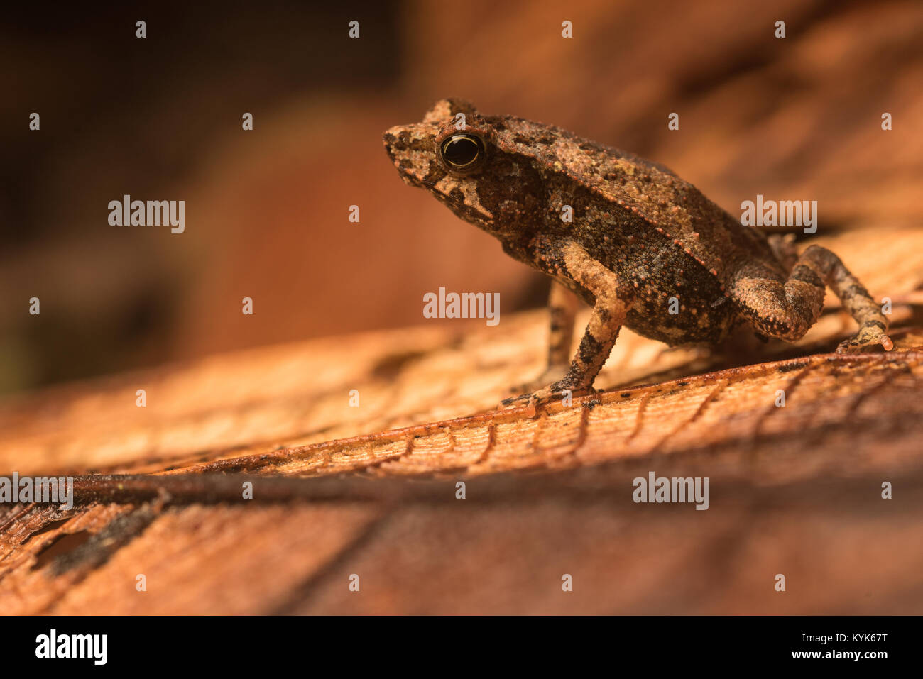 Rhinella margaritifera, sud americana il rospo comune, nella figliata di foglia nella giungla vicino a Leticia, Colombia. Foto Stock