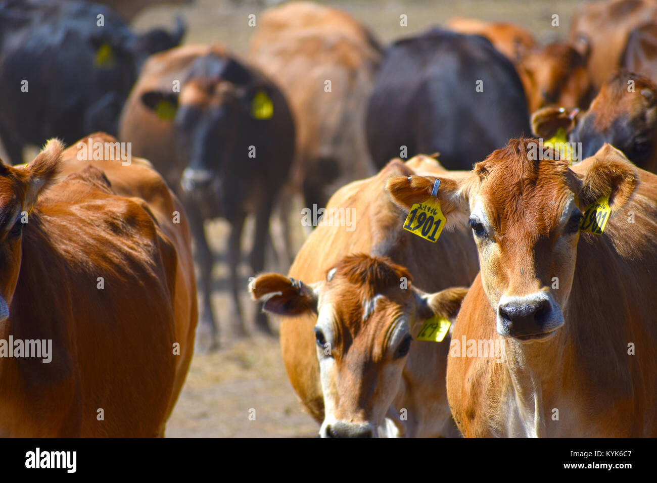 Il fuoco selettivo sulla mucca 1901 - tutte le altre vacche sono fuori fuoco. Una mandria di bovini da carne in un ranch in Ferndale, Washington, Stati Uniti d'America. Le mucche sono id tag. Foto Stock