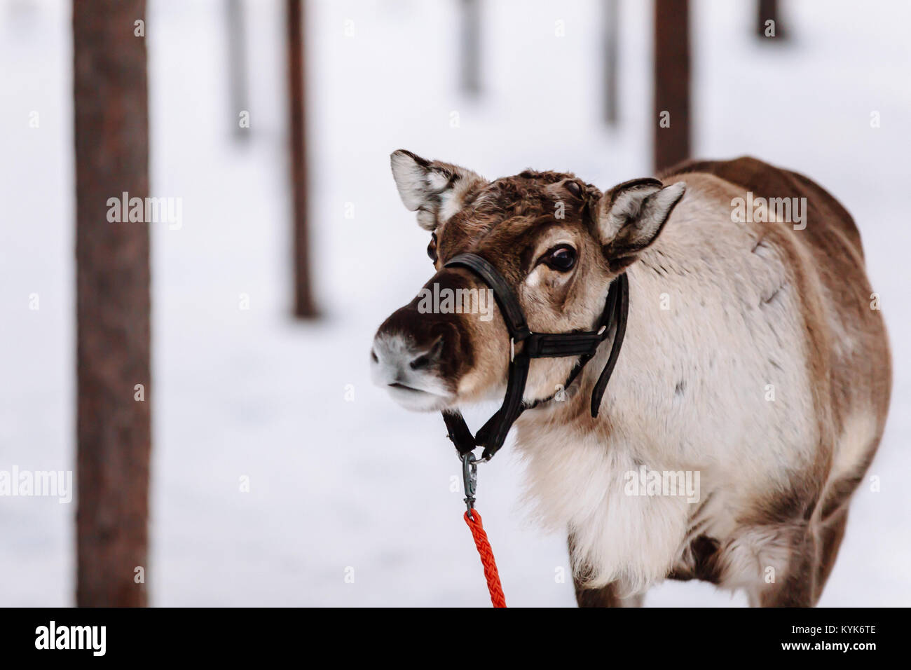 La renna è uno dei simboli della Lapponia finlandese. Levi. Foto Stock