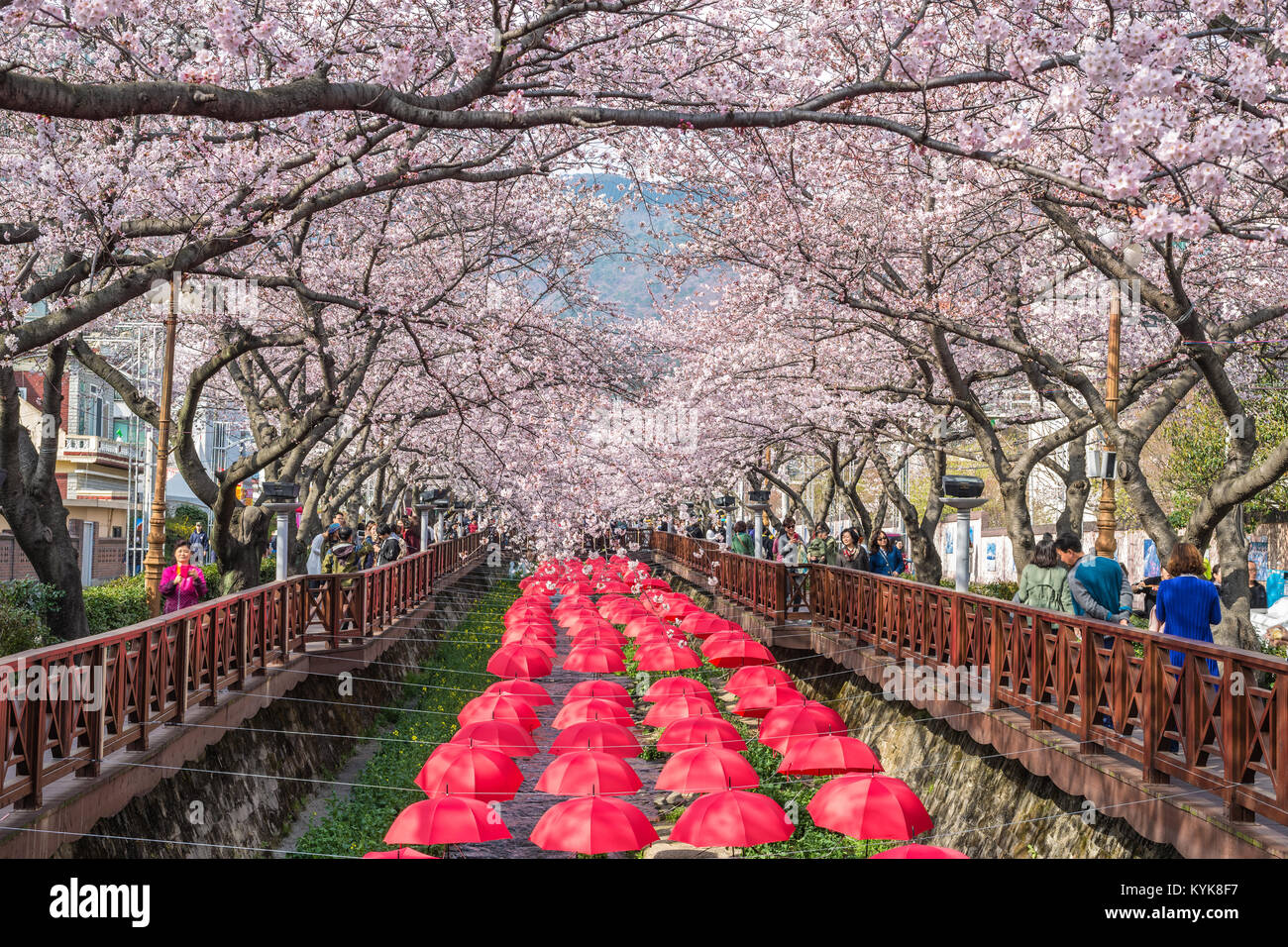 MYEONG-DONG DI SEOUL, Corea: marzo 30,2016: Primavera Cherry Blossom Festival a flusso Yeojwacheon, Jinhae, Corea del Sud Foto Stock