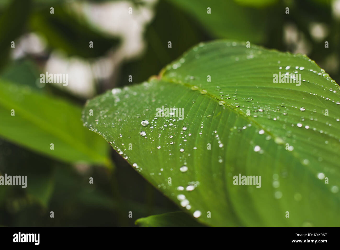 Organici naturali nozione, gocce di acqua sulla foglia verde, la natura da vicino lo sfondo Foto Stock