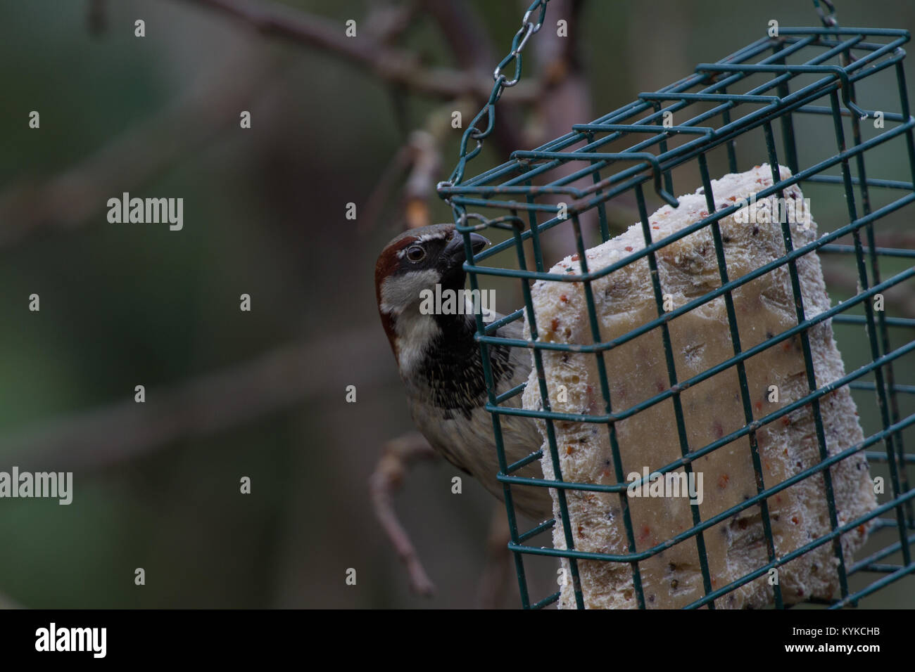 Casa Passero Passer domesticus ritratto sul singolo adulto maschio per appendere suet alimentatore. Isole britanniche Foto Stock