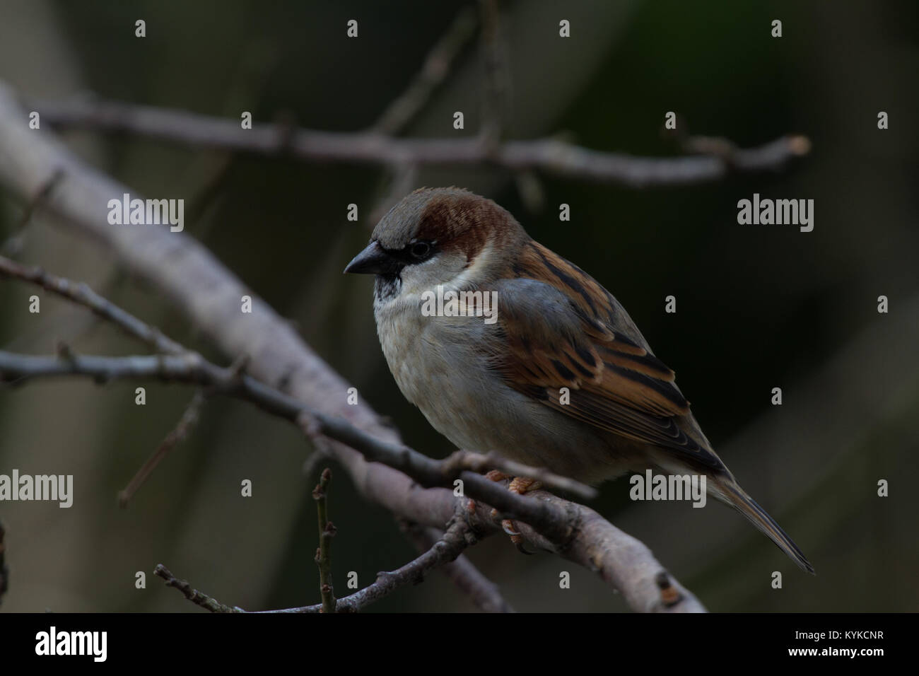 Casa Passero Passer domesticus. Ritratto di singolo adulto maschio arroccato su ramoscello. Inverno Isole britanniche Foto Stock