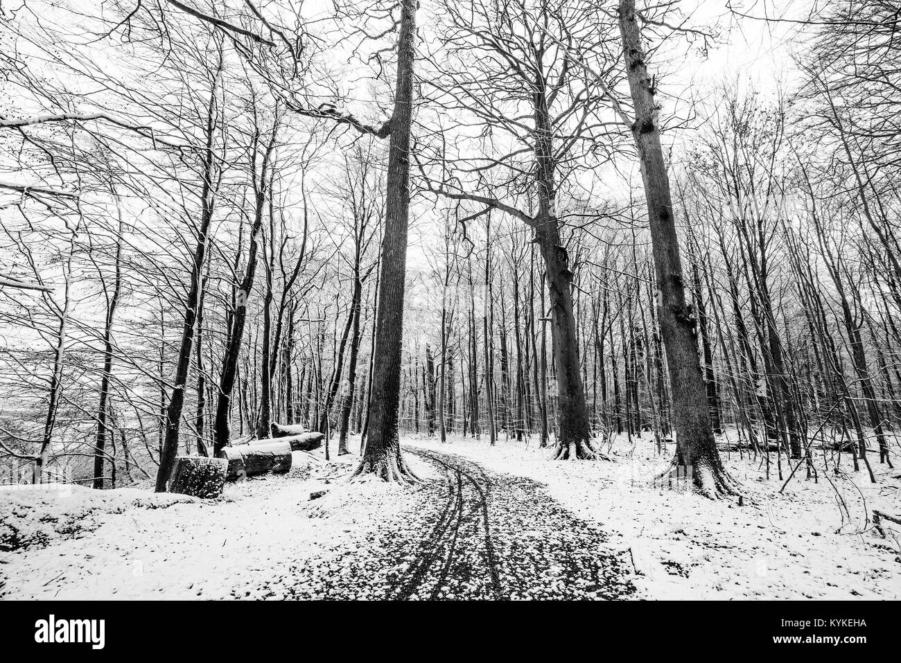 Paesaggio invernale di una foresta coperta di neve nei colori bianco e nero Foto Stock