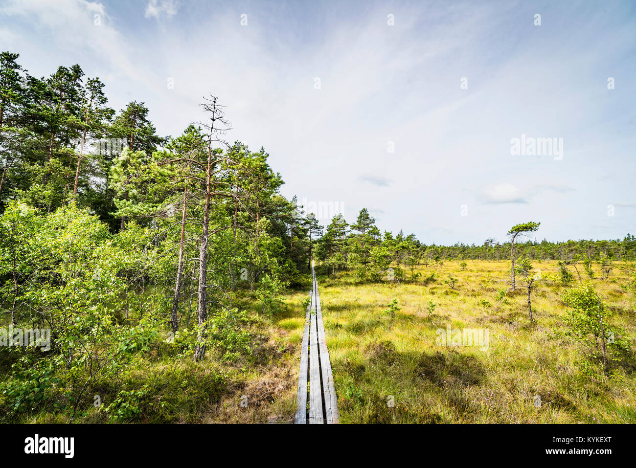 Di legno sentiero natura attraversando il deserto con alberi e prateria aperta Foto Stock