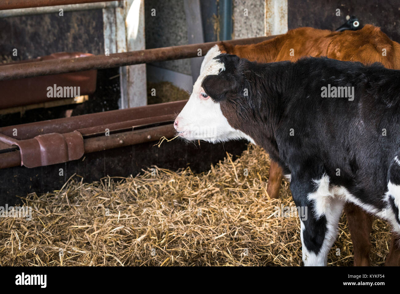 La masticazione di vitello su una paglia in una stalla con fieno e altri bovini Foto Stock