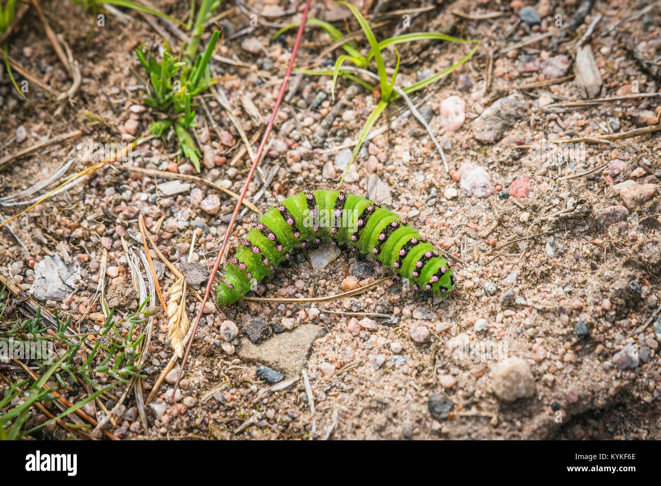 Piccolo Imperatore Moth caterpillar in neon colori verde in estate su una superficie ruvida Foto Stock