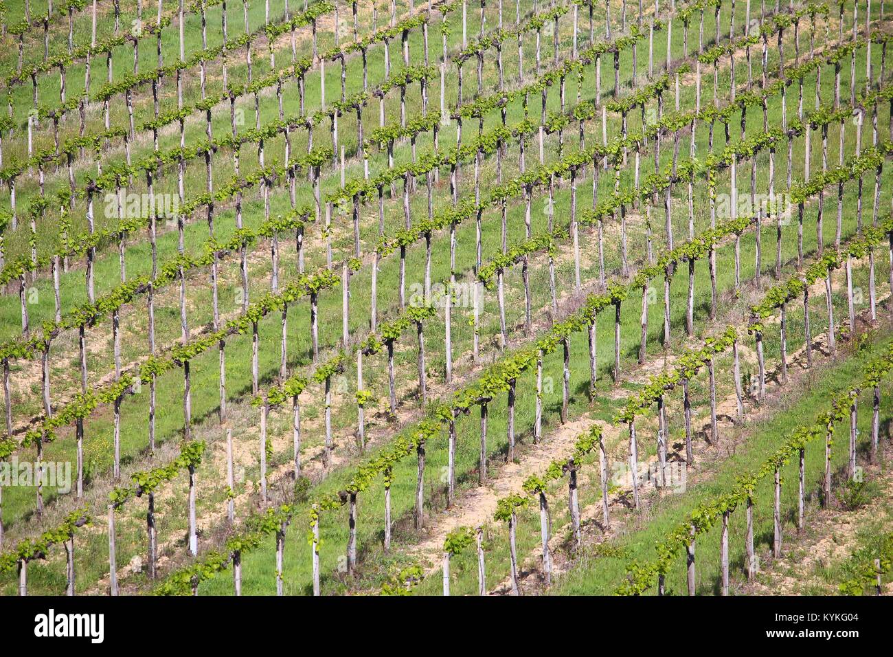 Vigneti in Toscana - Italia rurale. Superficie agricola in provincia di Siena. Foto Stock