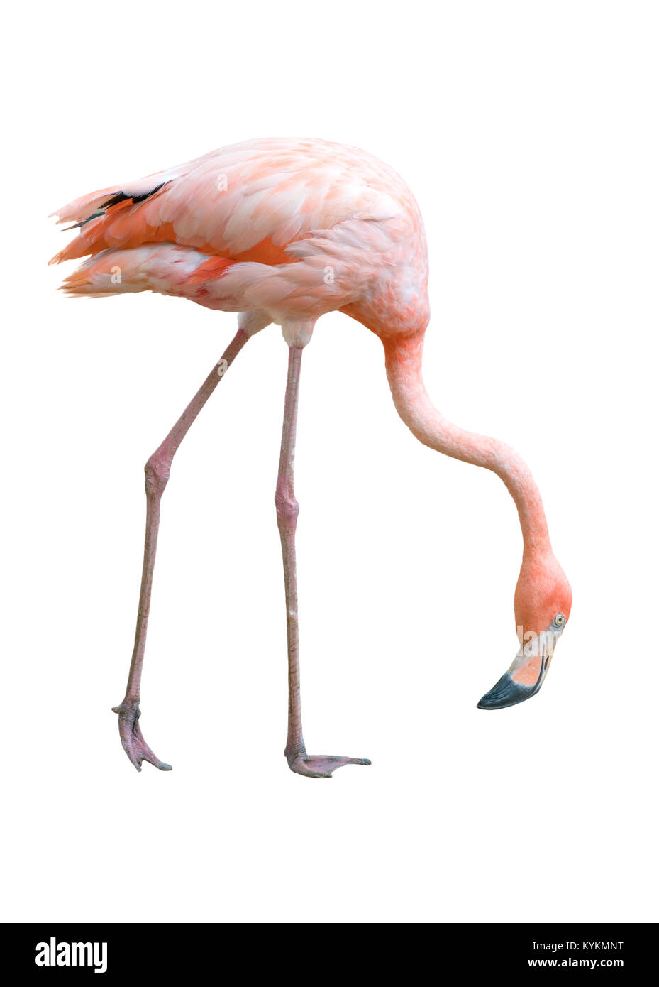 Splendido flamingo bird isolati su sfondo bianco Foto Stock