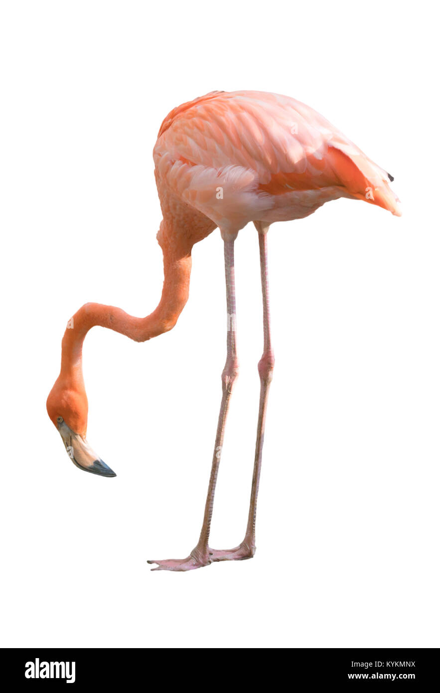 Splendido flamingo bird isolati su sfondo bianco Foto Stock