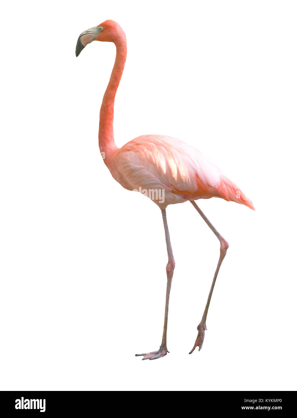 Splendido flamingo bird isolati su sfondo bianco Foto Stock