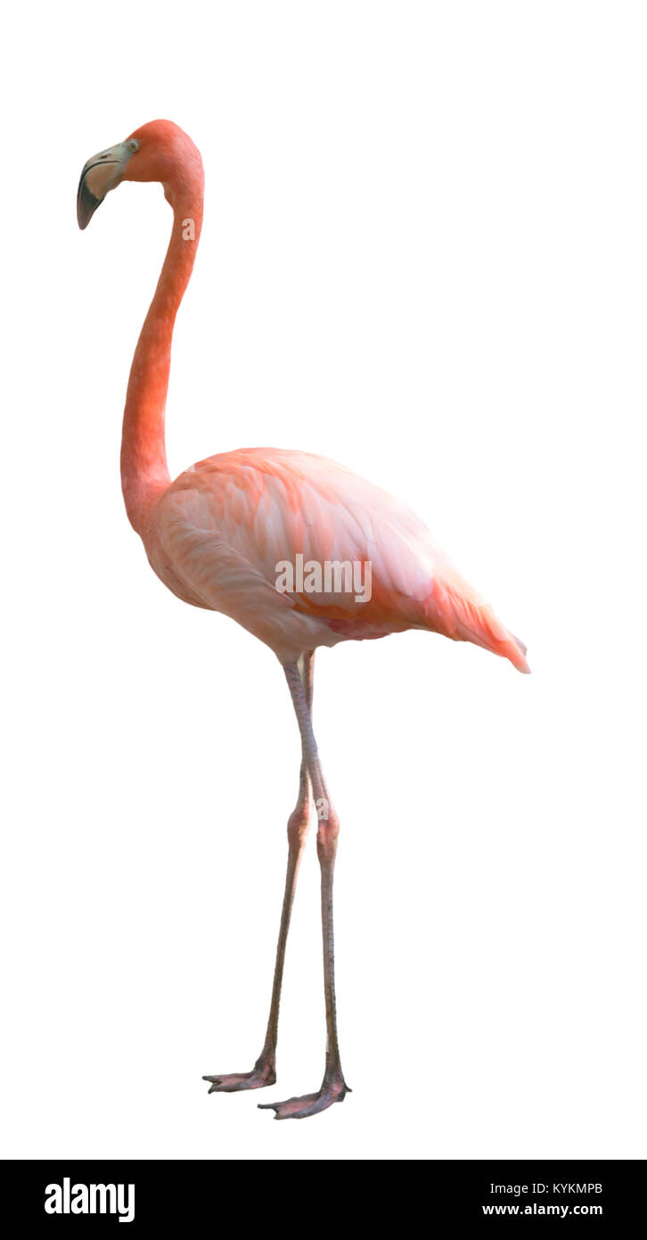 Splendido flamingo bird isolati su sfondo bianco Foto Stock
