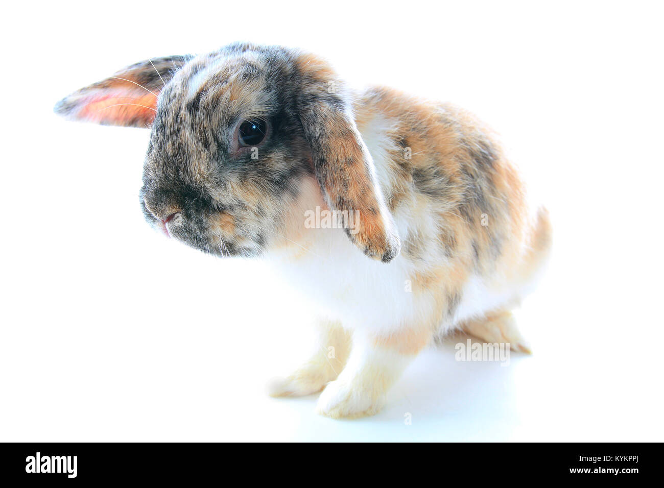 Rare il colore di coniglio. Orange black white dwarf lop widder bunny con speciale configurazione tricolore. Modelli di coniglio. Orange fox rex tricolore bianco nero rotto Foto Stock