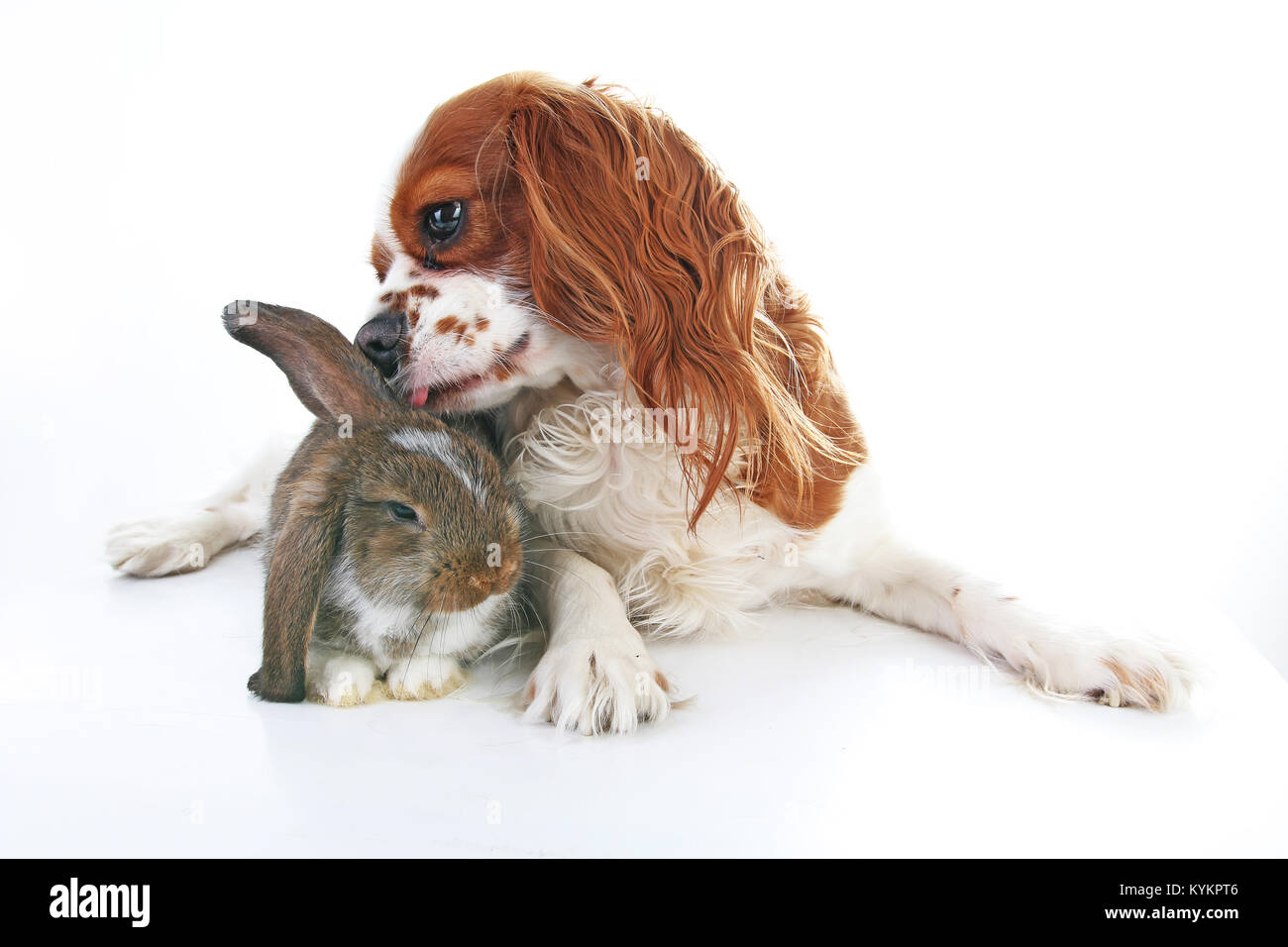 Amici animali. Veri amici pet. Cane coniglio bunny lop animali insieme sul bianco isolato di sfondo per studio. Animali domestici amore ogni altro. Funny animali domestici. Foto Stock