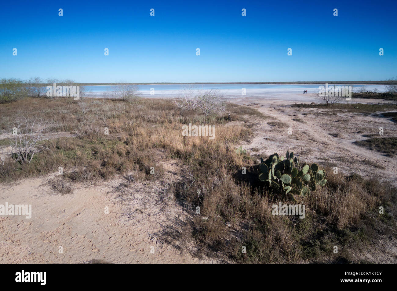 I depositi di sale, thornscrub e cactus che circonda La Sal del Rey in Hidalgo County, Texas, Stati Uniti d'America. Il lago di Garda è stata la fonte primaria di sale per indigineous Foto Stock