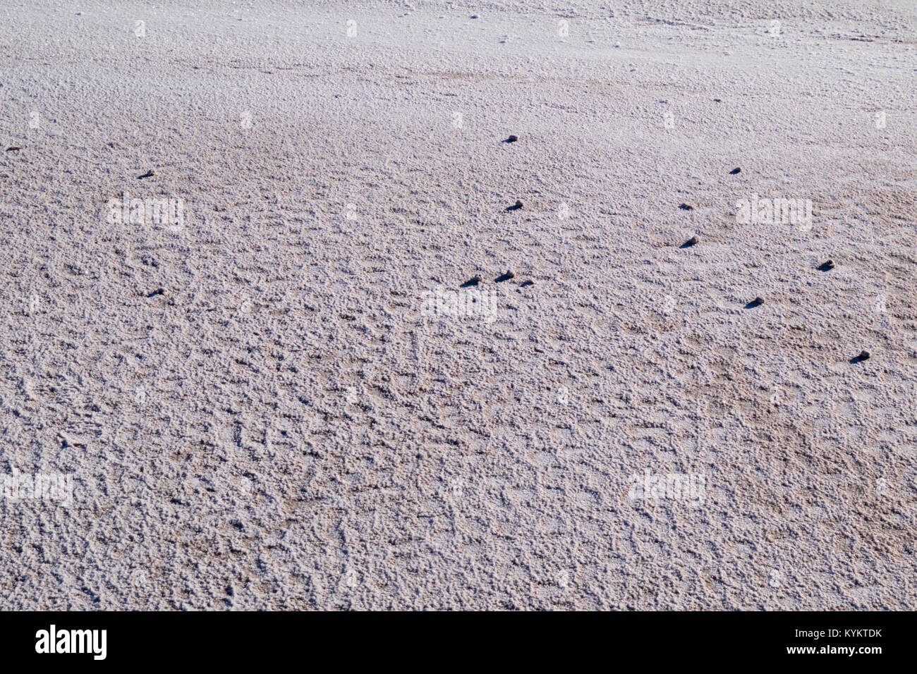 I depositi di sale, thornscrub e cactus che circonda La Sal del Rey in Hidalgo County, Texas, Stati Uniti d'America. Il lago di Garda è stata la fonte primaria di sale per indigineous Foto Stock