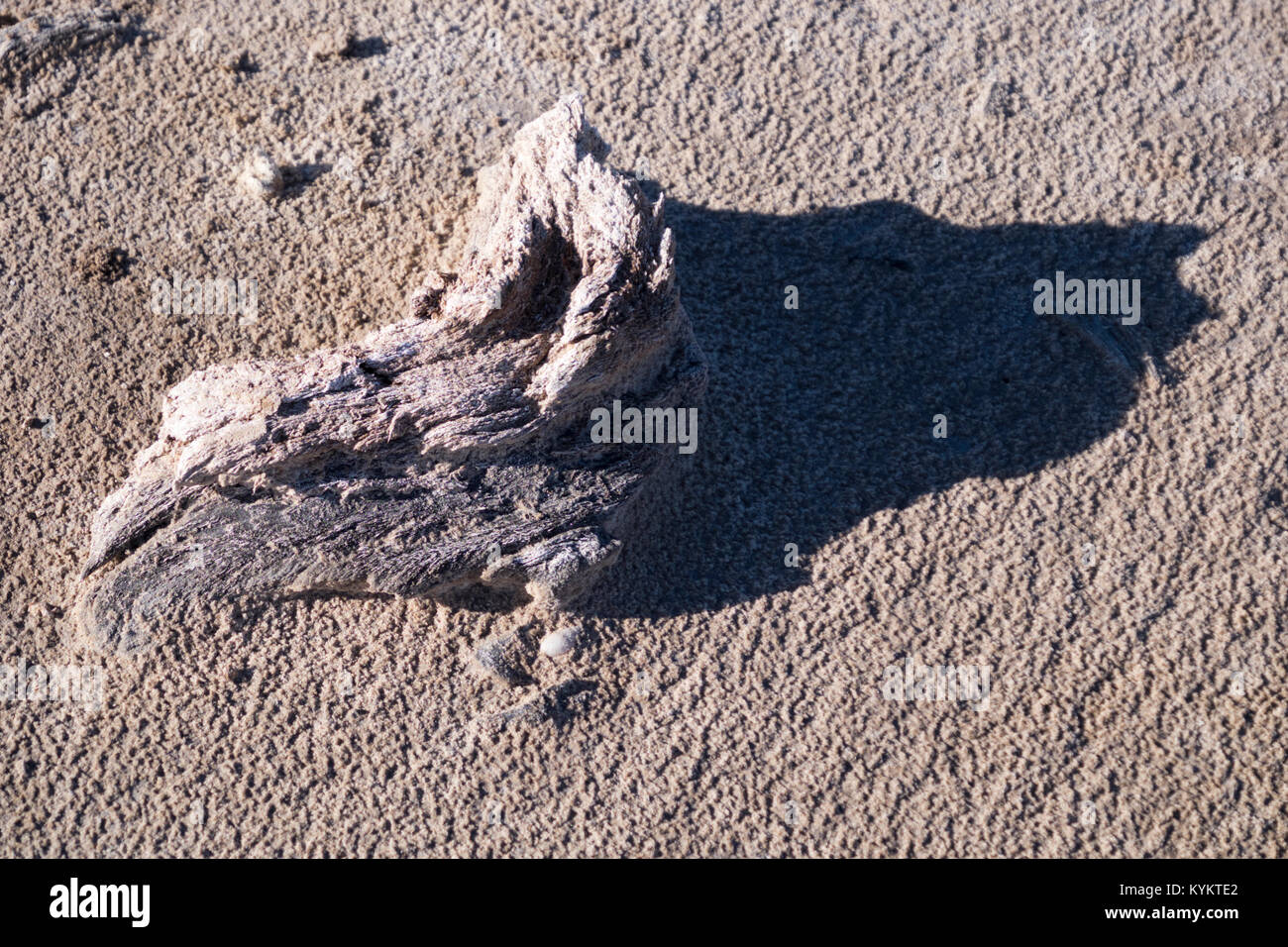 I depositi di sale, thornscrub e cactus che circonda La Sal del Rey in Hidalgo County, Texas, Stati Uniti d'America. Il lago di Garda è stata la fonte primaria di sale per indigineous Foto Stock