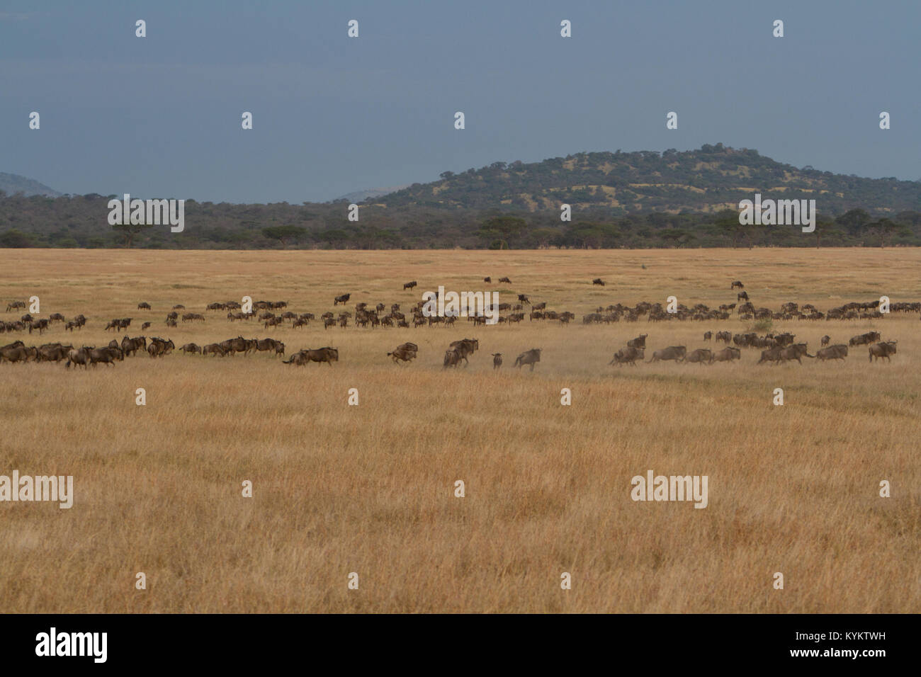 Una mandria di gnu corrono attraverso le pianure del Serengeti National Park, Tanzania Foto Stock