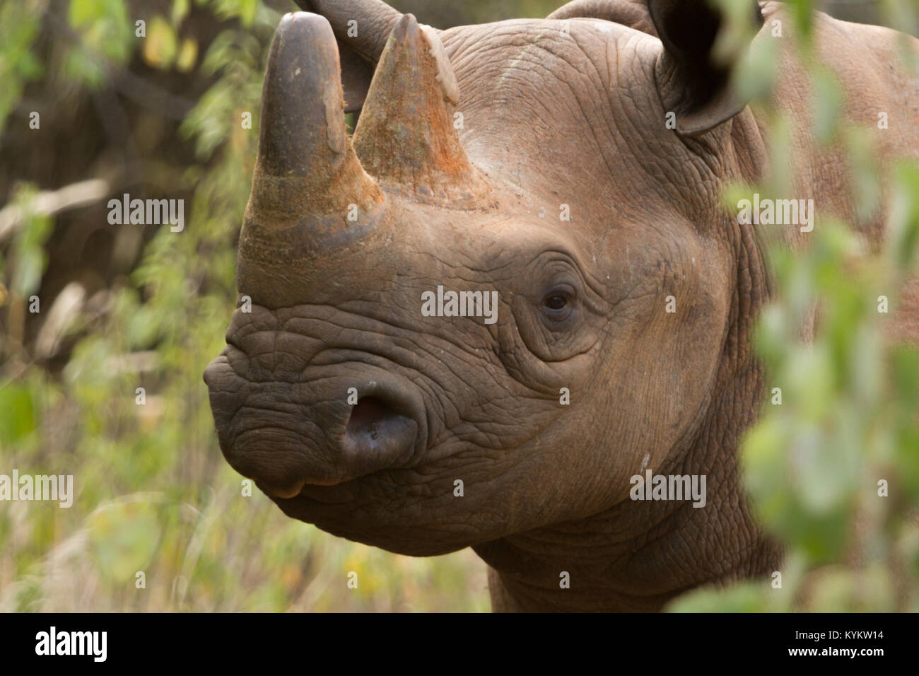 Un ora estinto Western Rinoceronte nero in Tanzania Foto Stock