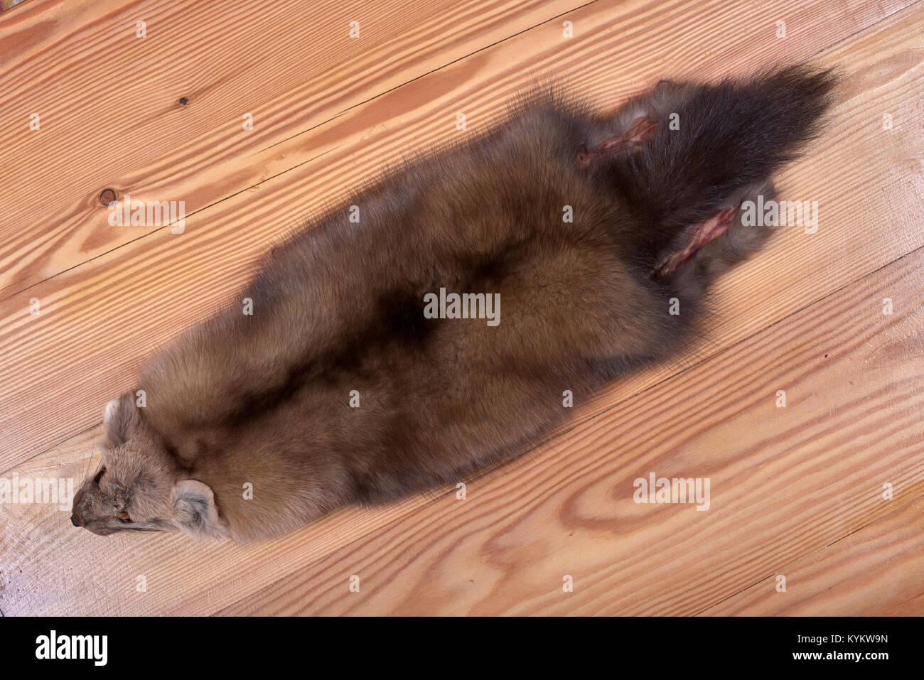 Pelli da pelliccia di zibellino siberiano su sfondo di legno. Il materiale grezzo del bellissimo castagno scuro colore Foto Stock