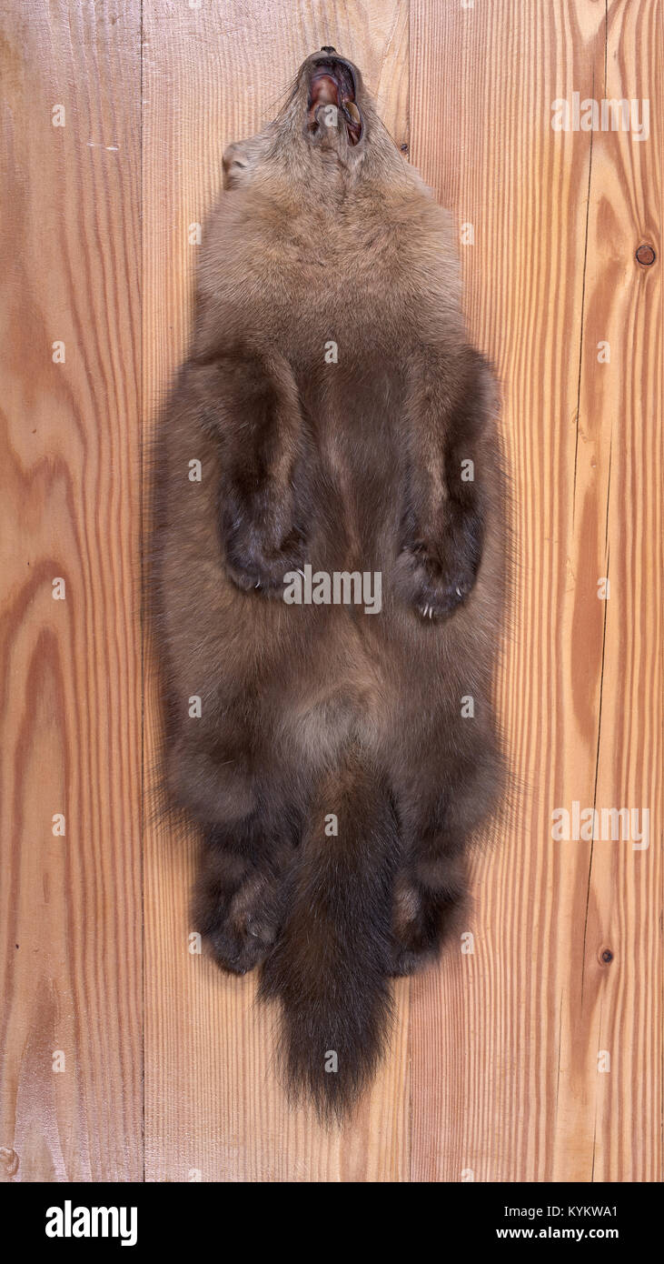 Una pelle di Barguzin sable dal lato dell'addome. Non vi è alcun posto di gola, che è caratteristica della maggior parte delle sables di gamma Barguzin Foto Stock