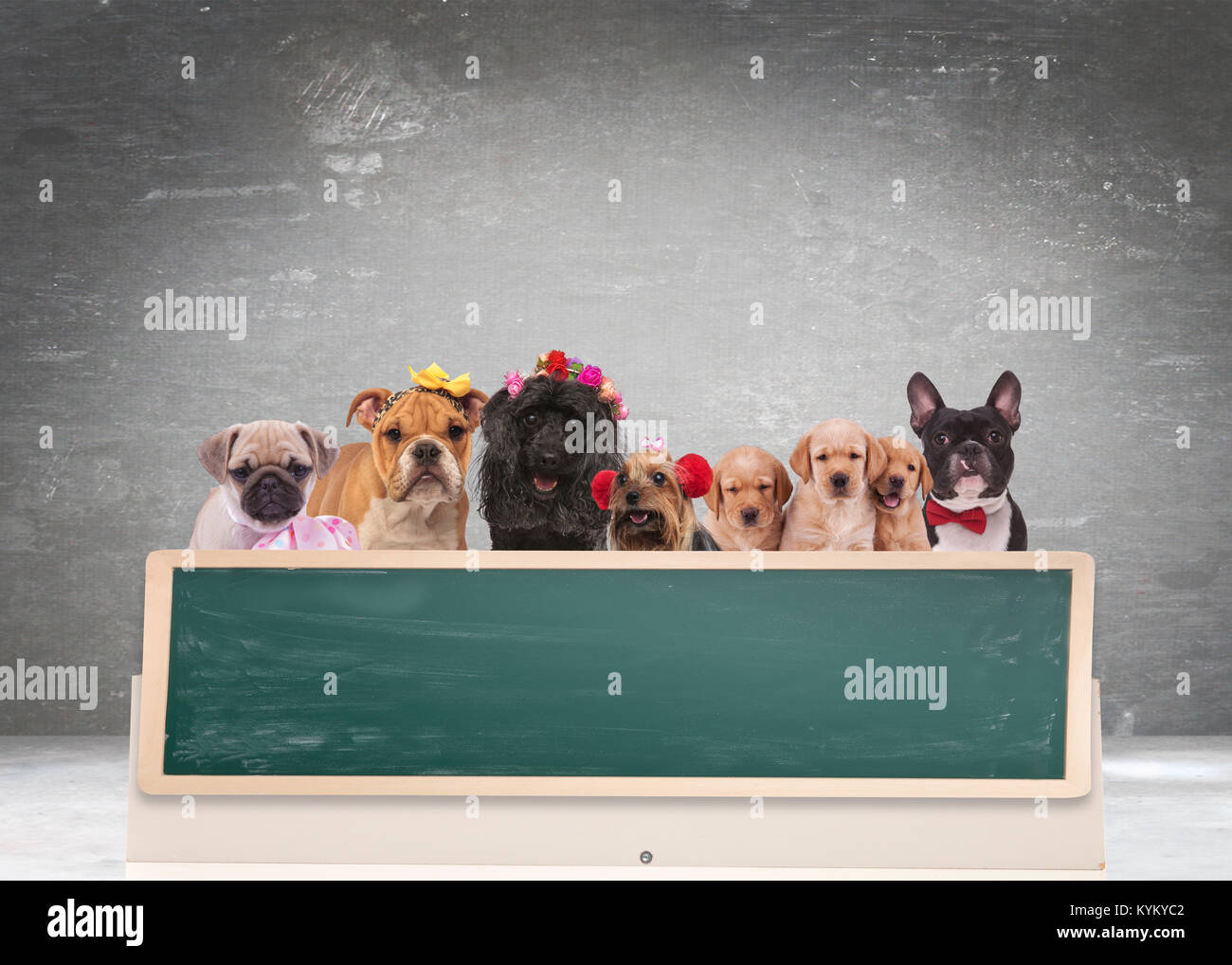 Team di simpatici cani dietro di grande lavagna vuota contro uno sfondo  grigio Foto stock - Alamy