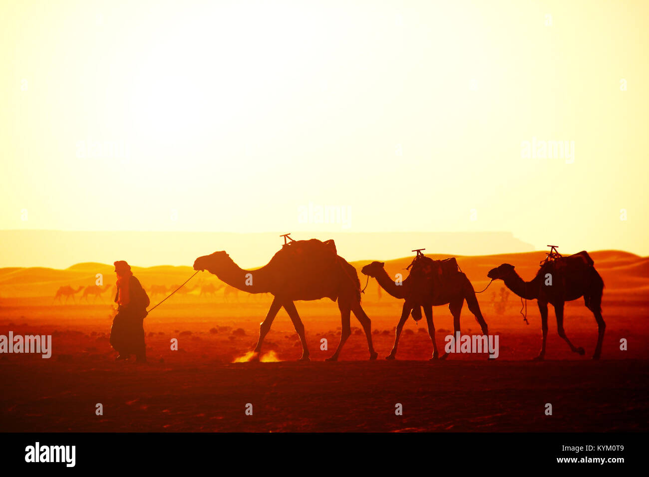 Caravan di cammelli nel deserto del Sahara, Marocco. Autista-berber con tre cammelli dromedario su sunrise sfondo cielo Foto Stock