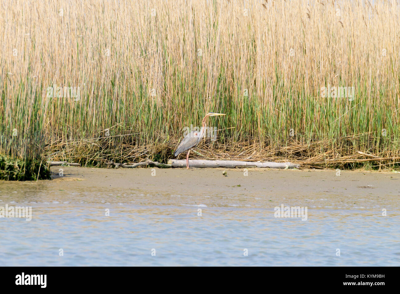 Airone rosso vicino fino dal fiume Po laguna, Italia. Per gli uccelli migratori. Natura italiana Foto Stock