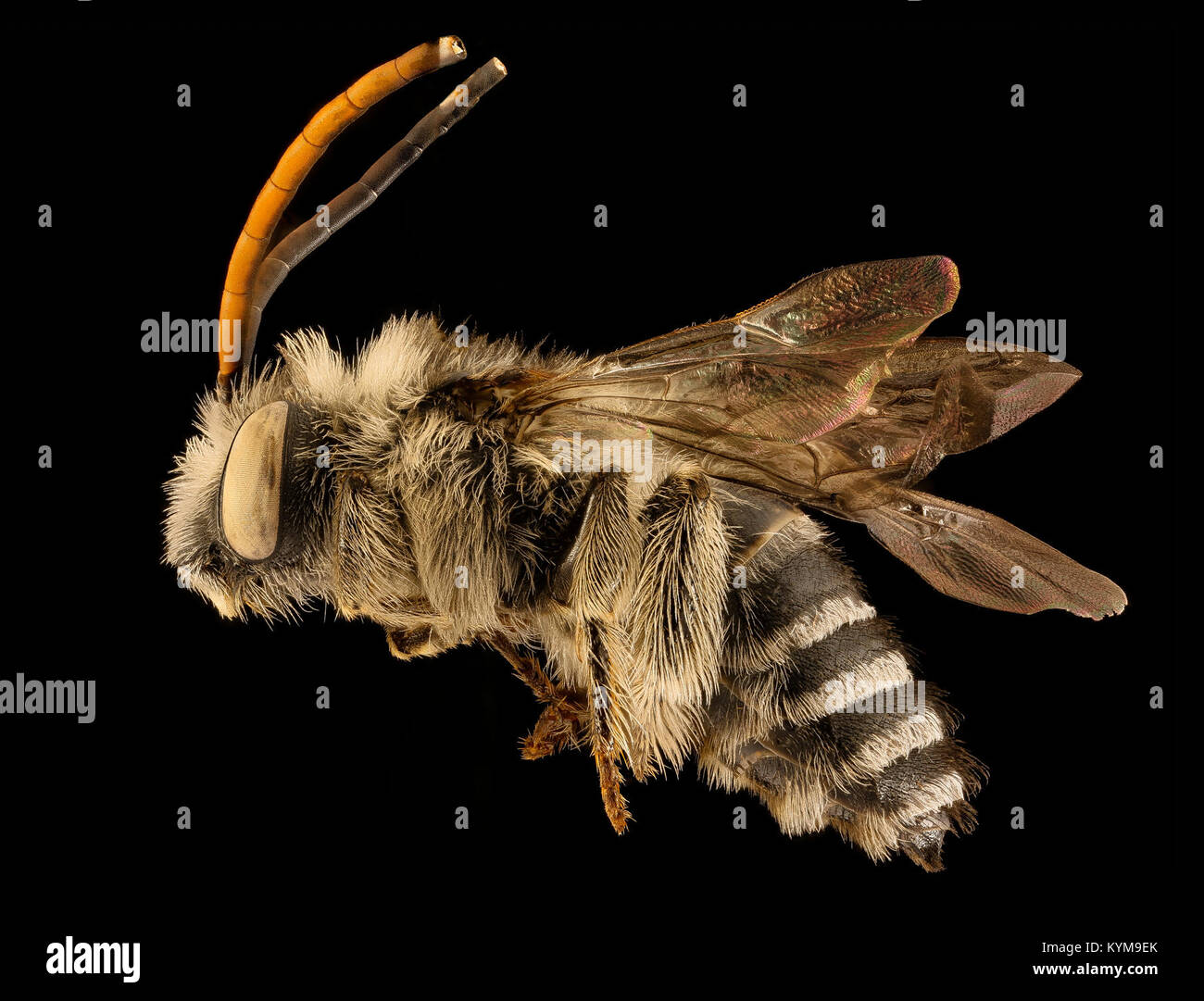 Apicata Melissodes, m, laterale velum, Middlesex CO, MA 2015-12-10-1232 36224206411 o Foto Stock