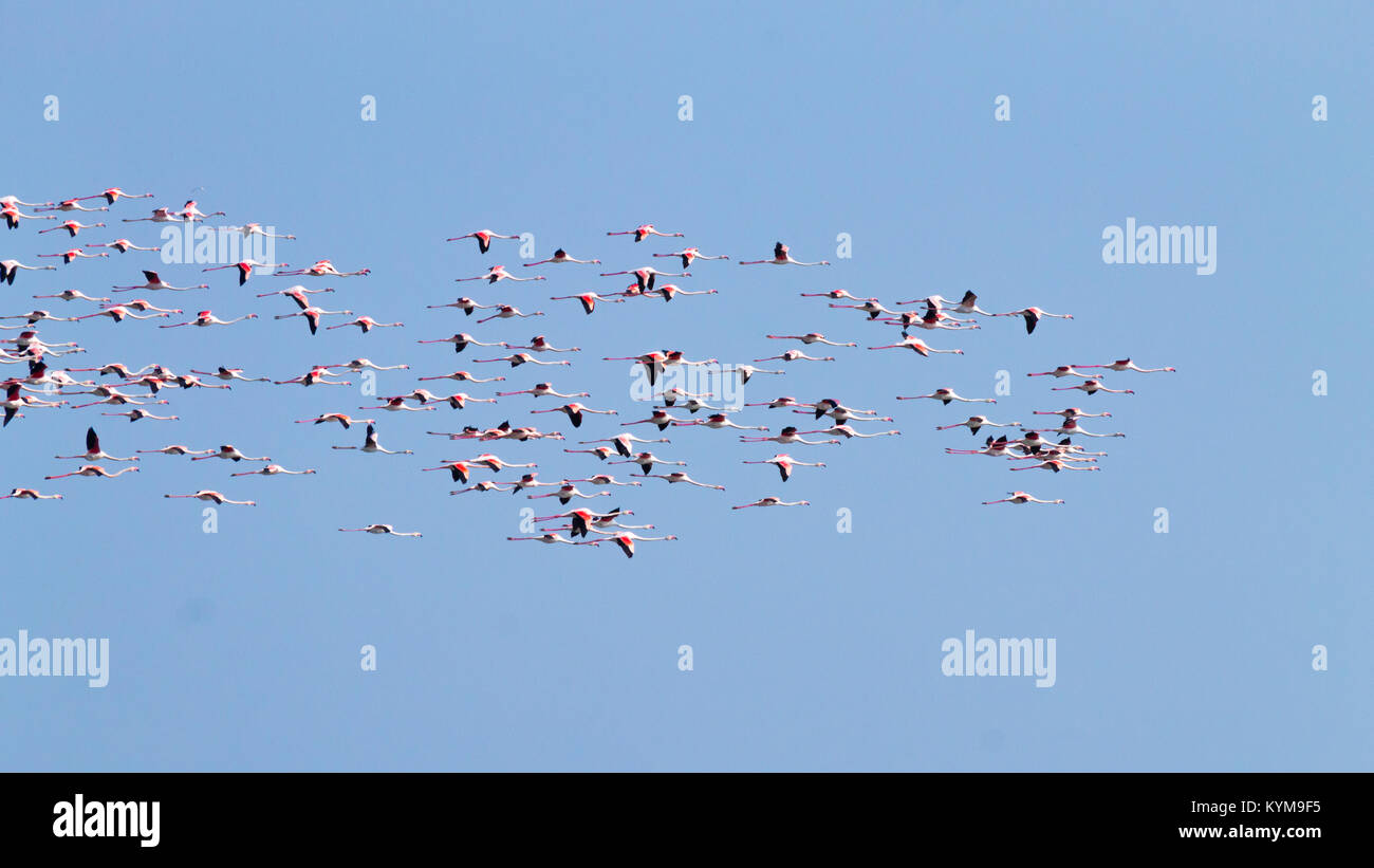 Stormo di fenicotteri rosa da "Delta del Po' laguna, Italia. Panorama della natura Foto Stock