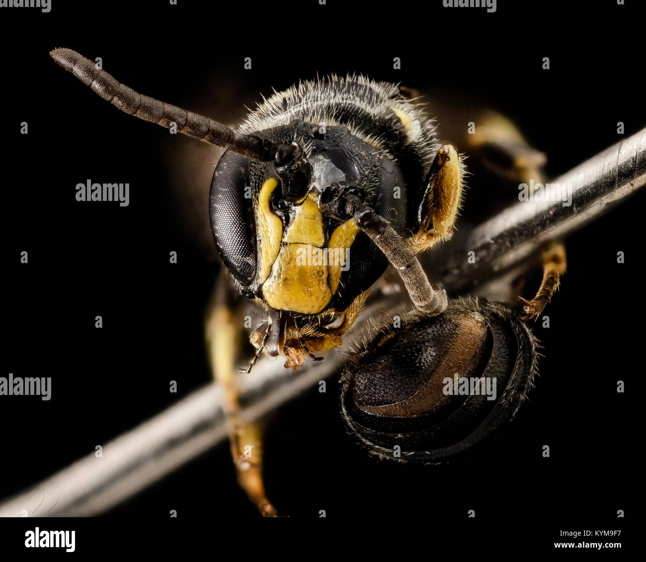 Hylaeus verticalis, M, viso, NY, vipere Boscoss 2014-07 stradale-29-1556 33628089093 o Foto Stock