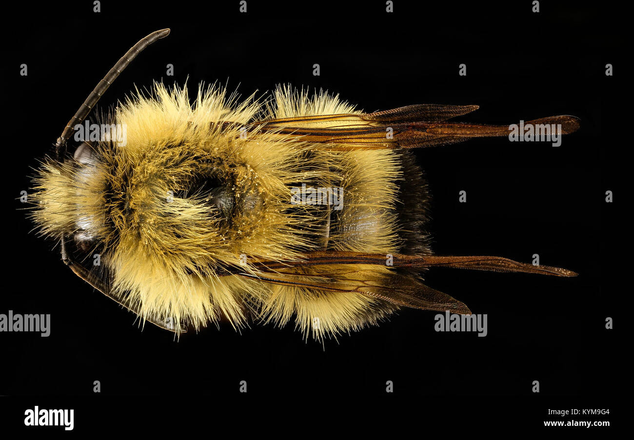 Una fotografia che mostra un Bombus vagans bumblebee a Centre County, Pennsylvania. L'immagine fa parte del laboratorio di monitoraggio e inventario delle api dell'USGS, che cattura specie di api native. Foto Stock