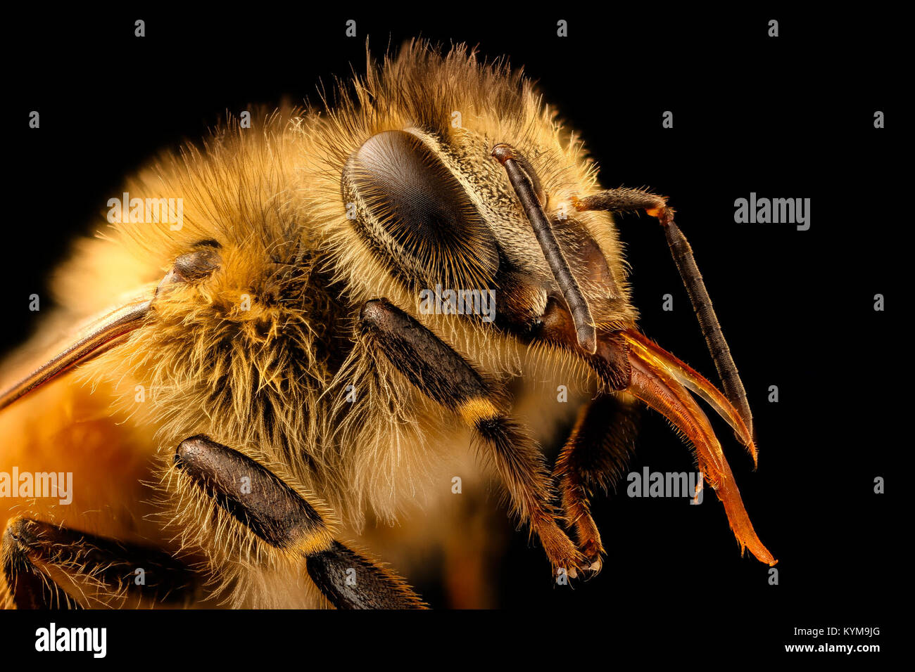 Una fotografia ravvicinata di un'ape Apis mellifera, scattata a Beltsville, Maryland, il 26 maggio 2017, nell'ambito del programma di monitoraggio delle api USDA e USGS. Foto Stock