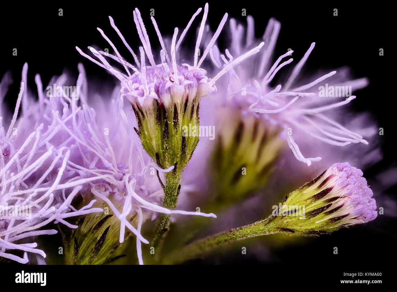 Conoclinium coelestinum 2, Mistflower, Howard County, MD, Helen Lowe Metzman 2017-09-28-1641 24166133448 o Foto Stock