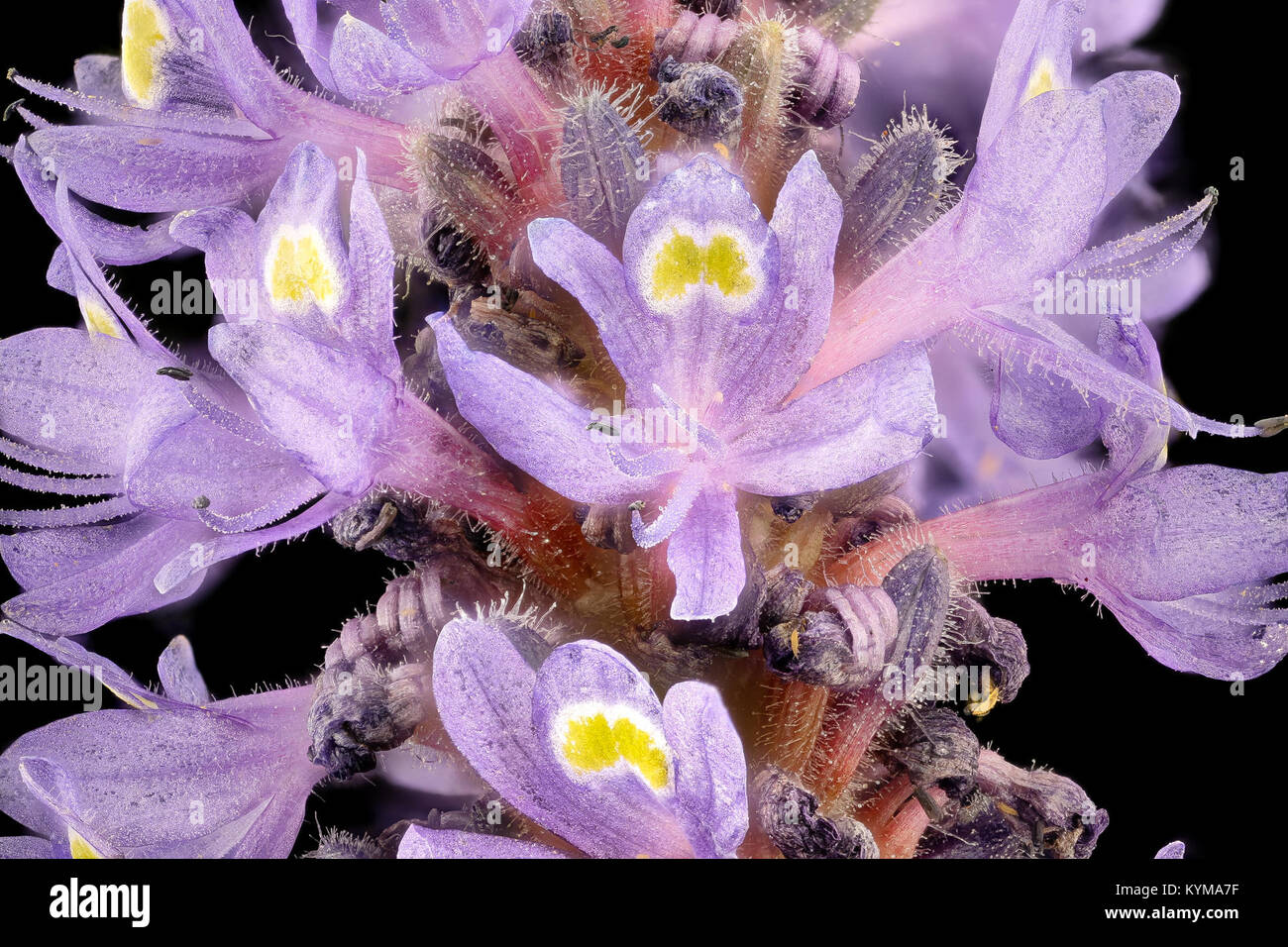 Pontederia cordata, Pickerelweed, Howard County, MD, Helen Lowe Metzman 2017-07-25-1746 27523382139 o Foto Stock