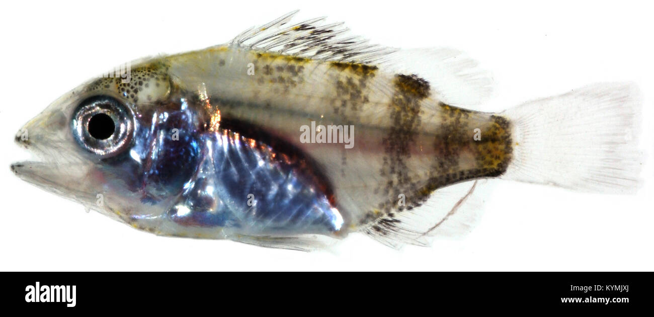 Un'illustrazione scientifica dello stadio larvale di Lutjanus apodus, comunemente noto come il maestro di scuola Snapper, che mostra la sua coda a strisce e le scaglie riflettenti, catturate per scopi educativi dallo Smithsonian Institution. Foto Stock