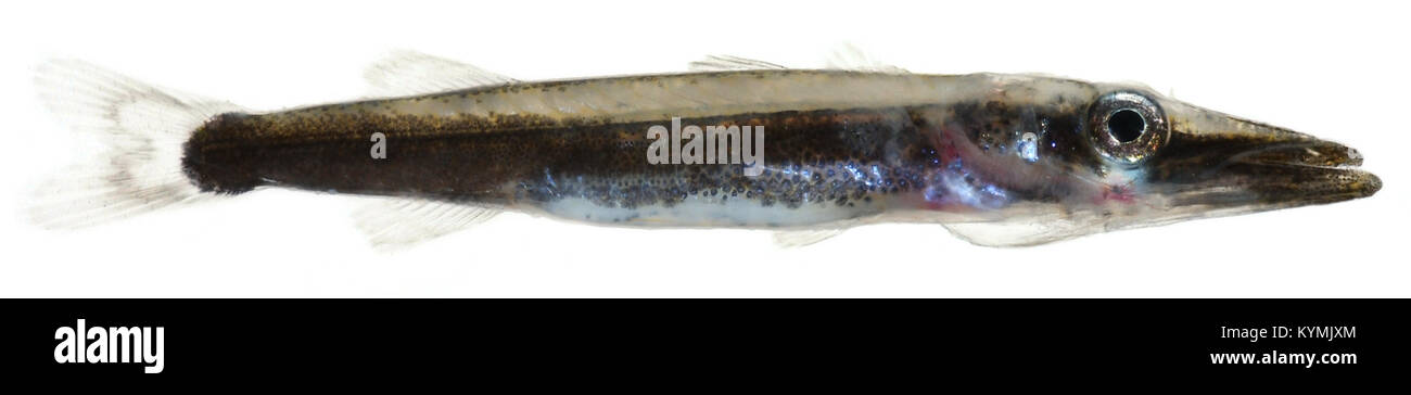 Fotografia di un giovane grande Barracuda (Sphyraena barracuda), che mostra l'aspetto del pesce e la colorazione blu-argento. Foto Stock