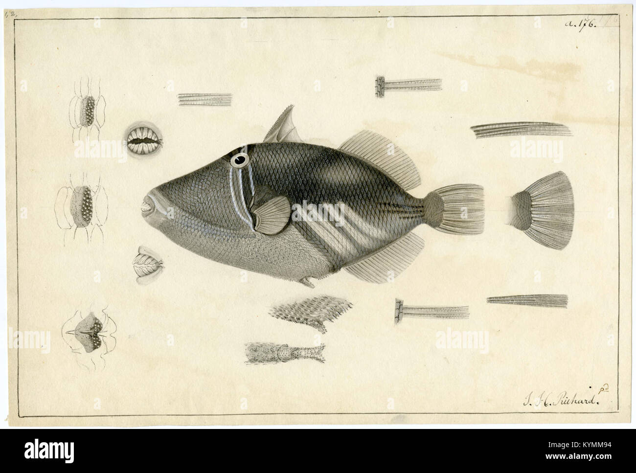 Un'illustrazione di un Balistoide, un tipo di pesce, che mostra le sue caratteristiche. L'immagine fa parte di una serie che documenta le specie ittiche e le loro strutture anatomiche. Foto Stock