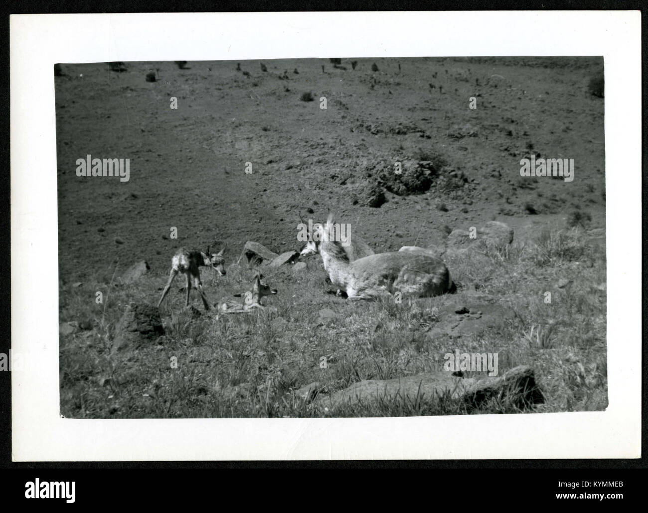 Una fotografia che mostra un cervo con fawn risalenti a circa 45 minuti fa parte del progetto Field Book. L'immagine cattura un momento di osservazione della fauna selvatica, riflettendo lo sviluppo precoce della vita animale. Foto Stock