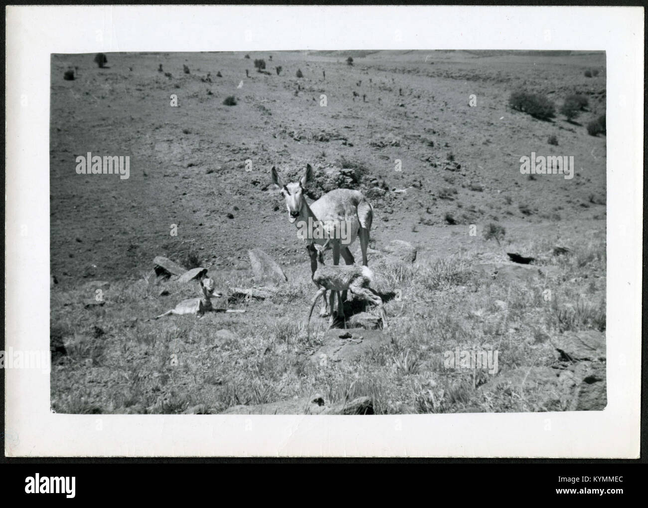 Una fotografia di un cervo con fawn di circa 12 ore fa parte del progetto Field Book. L'immagine cattura le prime fasi dello sviluppo della fauna selvatica in natura. Foto Stock