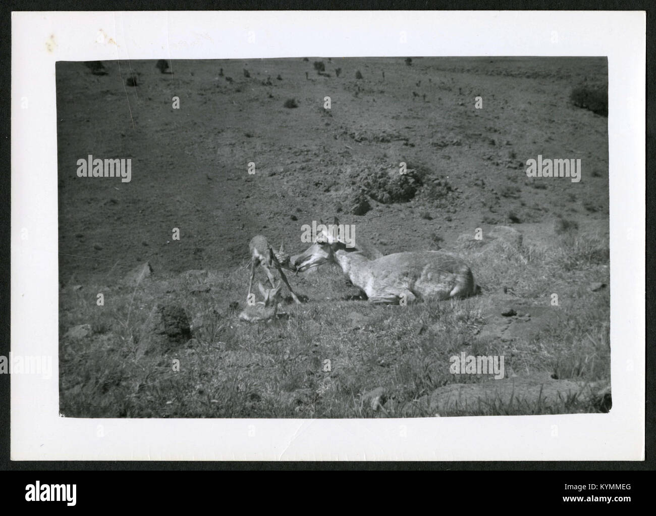 Una fotografia di una pecora con i suoi fawn, di appena 1 ora circa, scattata in un ambiente naturale. L'immagine cattura il momento tenero tra la madre e il neonato. Foto Stock